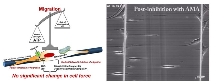 Bioenergetics underlying single-cell migration on aligned nanofiber scaffolds