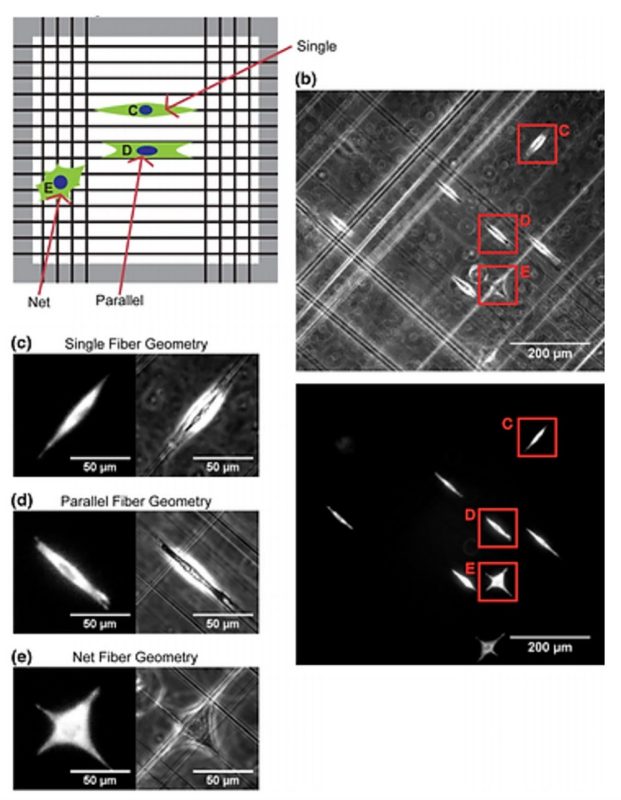 Cell Migration in 1D and 2D Nanofiber Microenvironments