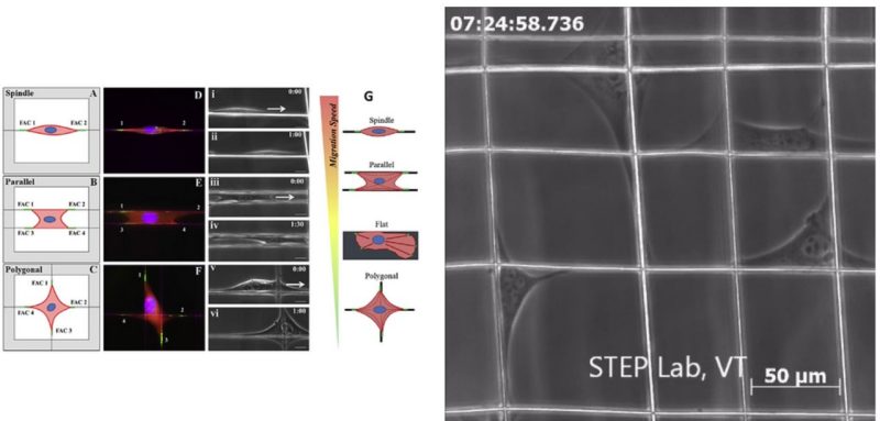 Shape-dependent cell migration and focal adhesion organization on suspended and aligned nanofiber scaffolds