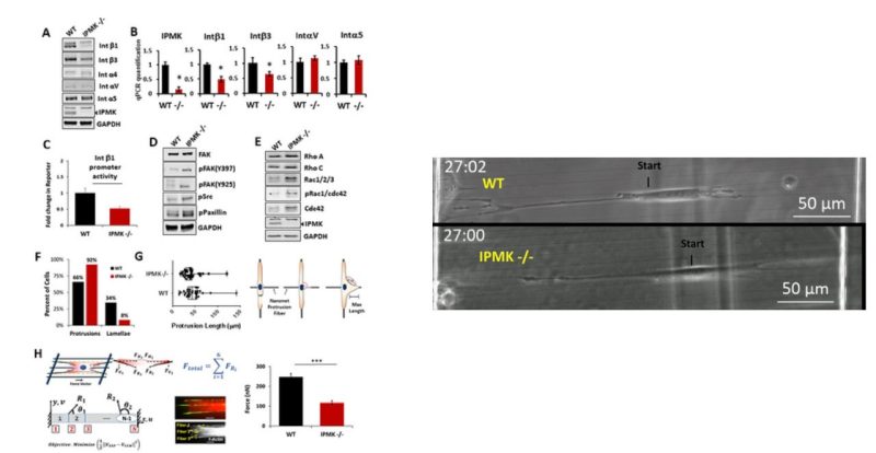 Inositol polyphosphate multikinase is a metformin target that regulates cell migration